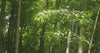 Grüner Bambus im Wald
